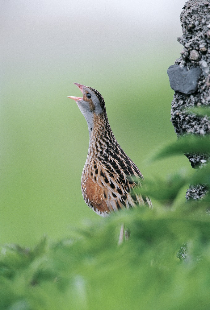 The Corncrake