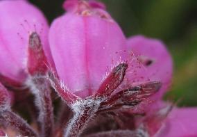 Slieve Bloom NR erica tetralix