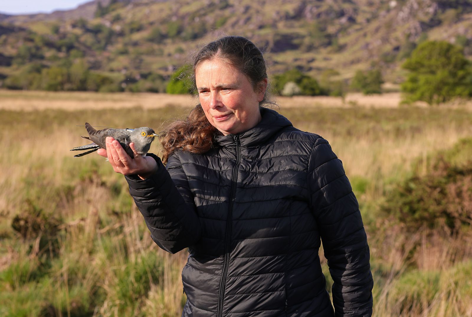 Cuckoo Tagging - Killarney