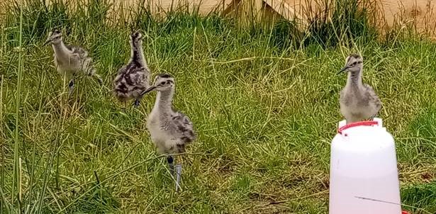 Curlews