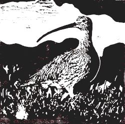 Curlew Conservation Programme image
