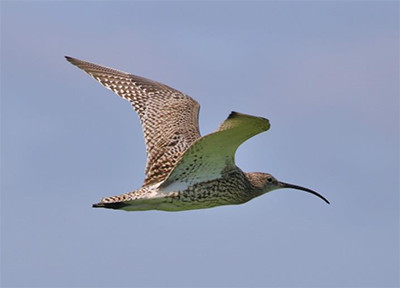 Curlew in flight