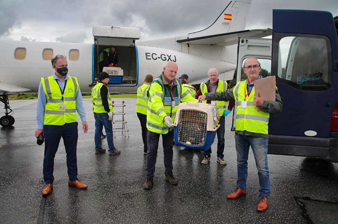 White-tailed eagles' arrival in Ireland