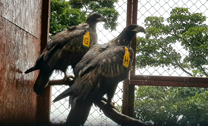 Juvenile white-tailed eagle chicks in aviary