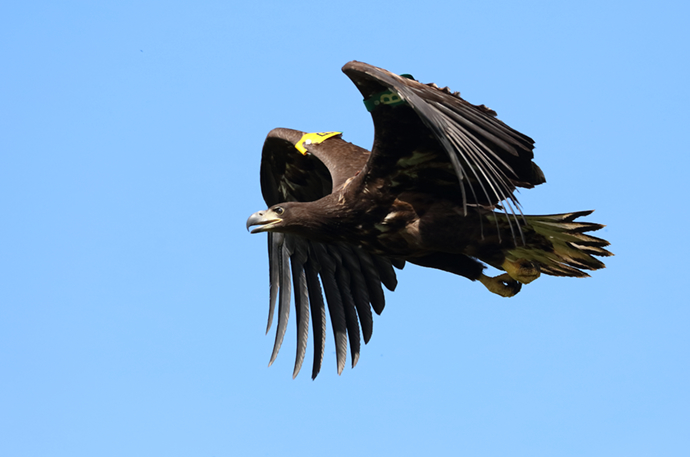 Juvenile white-tailed eagle in flight at Lough Derg