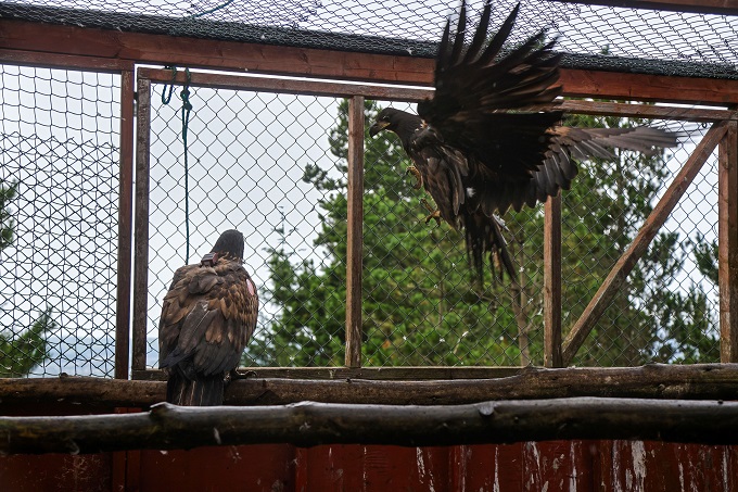 Eagles in Cage Ready for Release