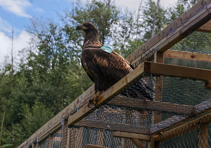 Eagle being Released