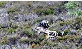 Female hen harrier