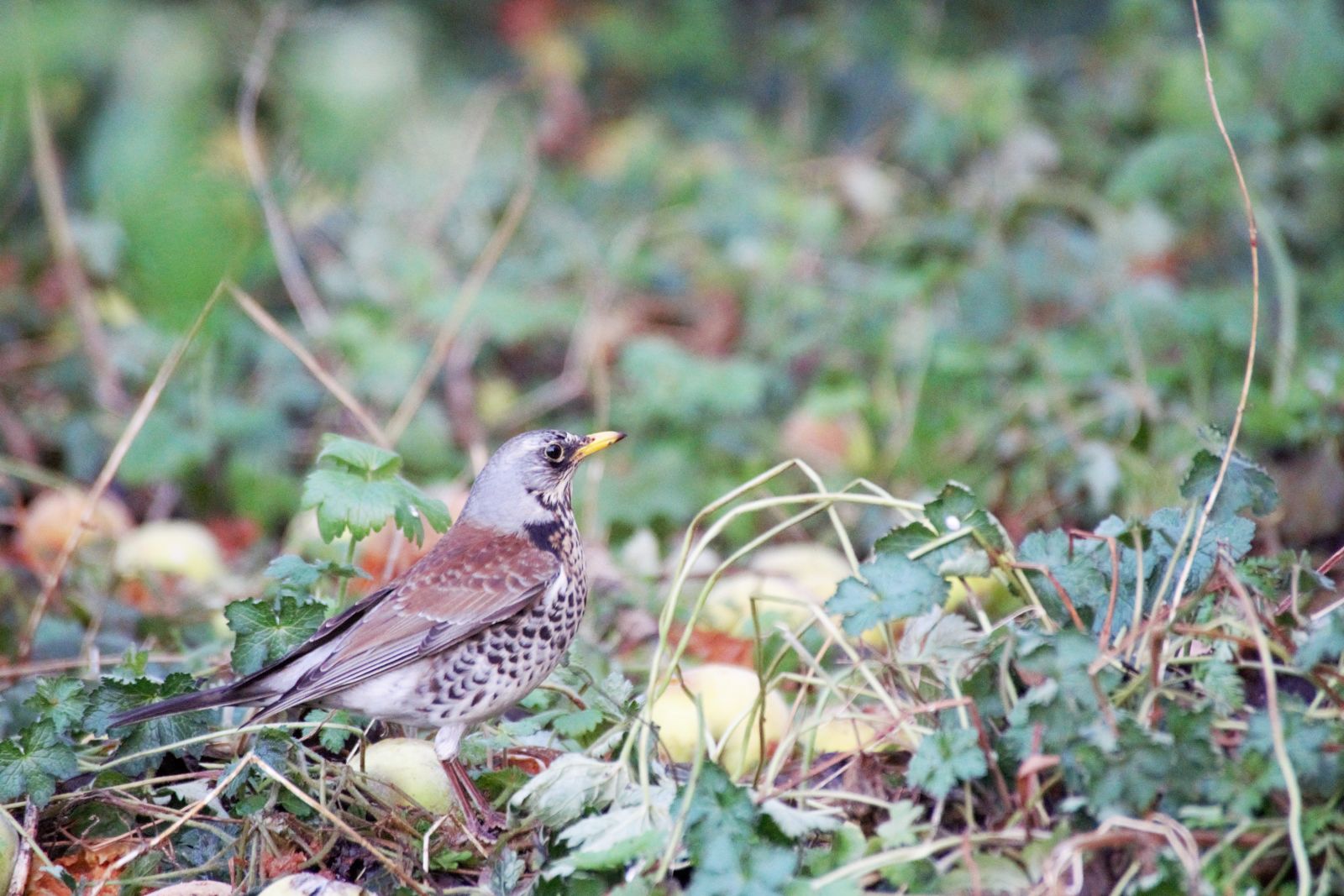 Fieldfare