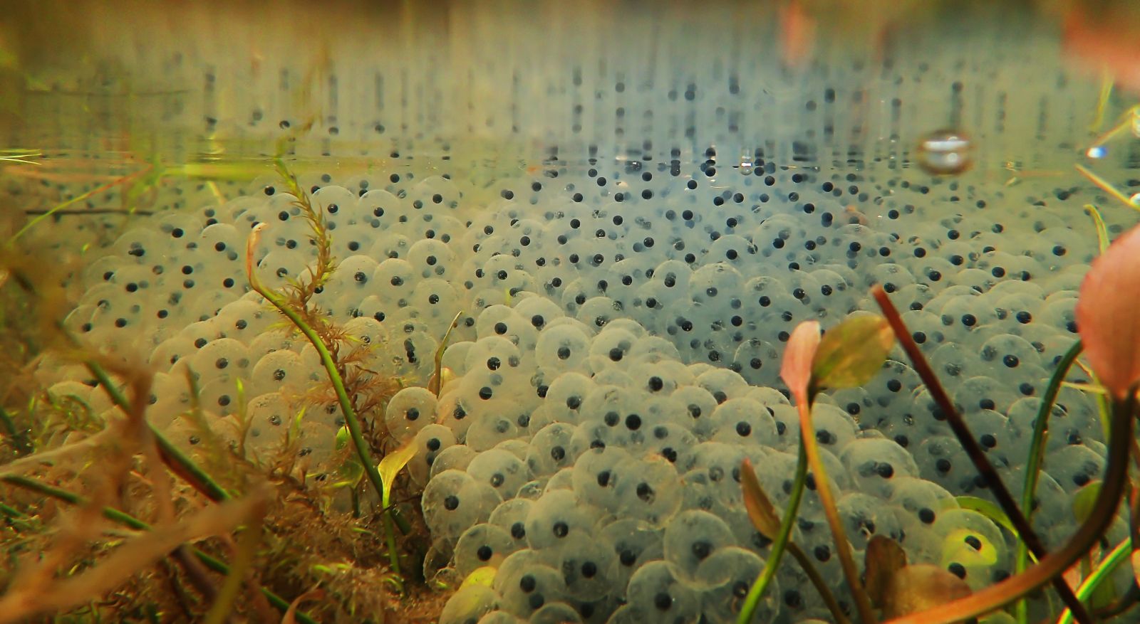 Frog Spawn