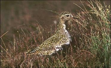 Golden plover