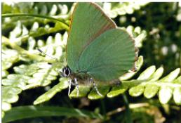 Green hairstreak butterfly