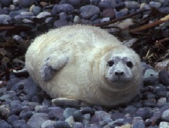 Grey Seal Pup Stage 3