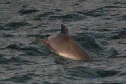 Harbour Porpoise I