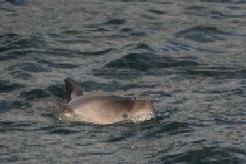 Harbour Porpoise II