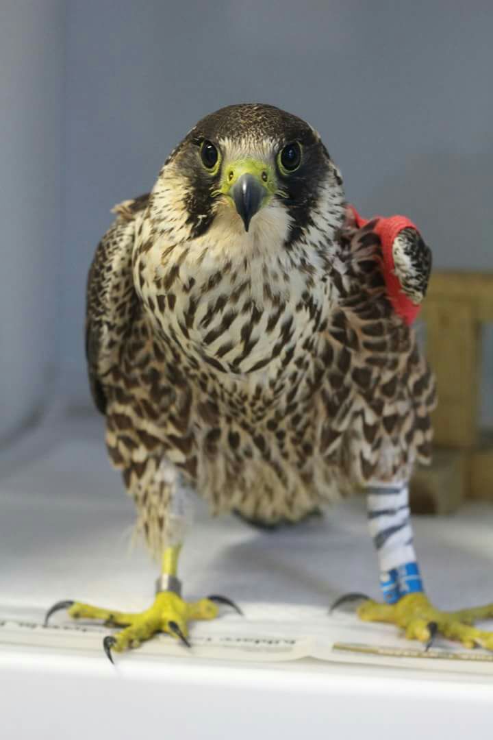 Wild Bird