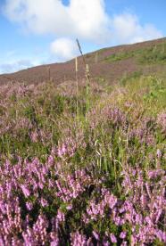 Calluna in bloom