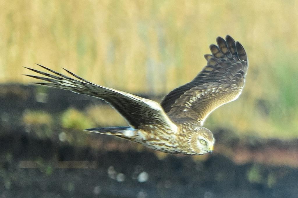 Hen Harrier in flight