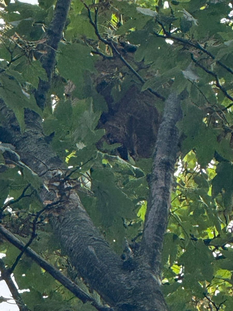 Hornet's Nest