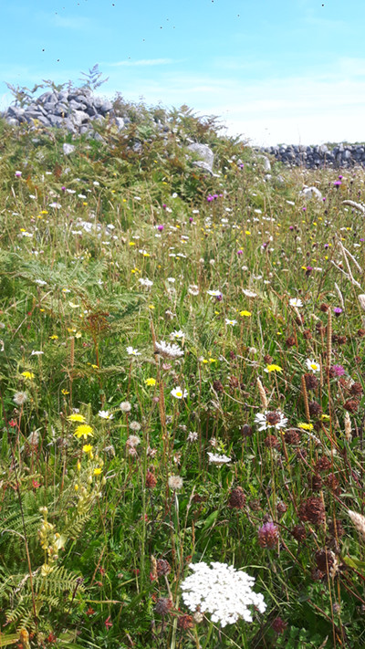 Inis Oírr species rich calcareous grassland