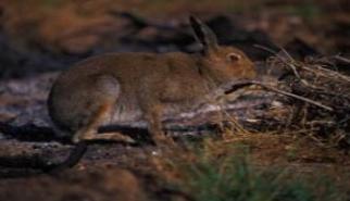 Photo of Irish hare