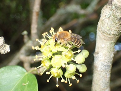 Ivy Bee