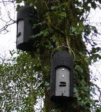 Union Wood - bat boxes