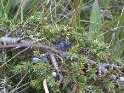 Photo of juniper berries