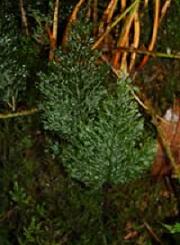 Photo of Killarney Fern