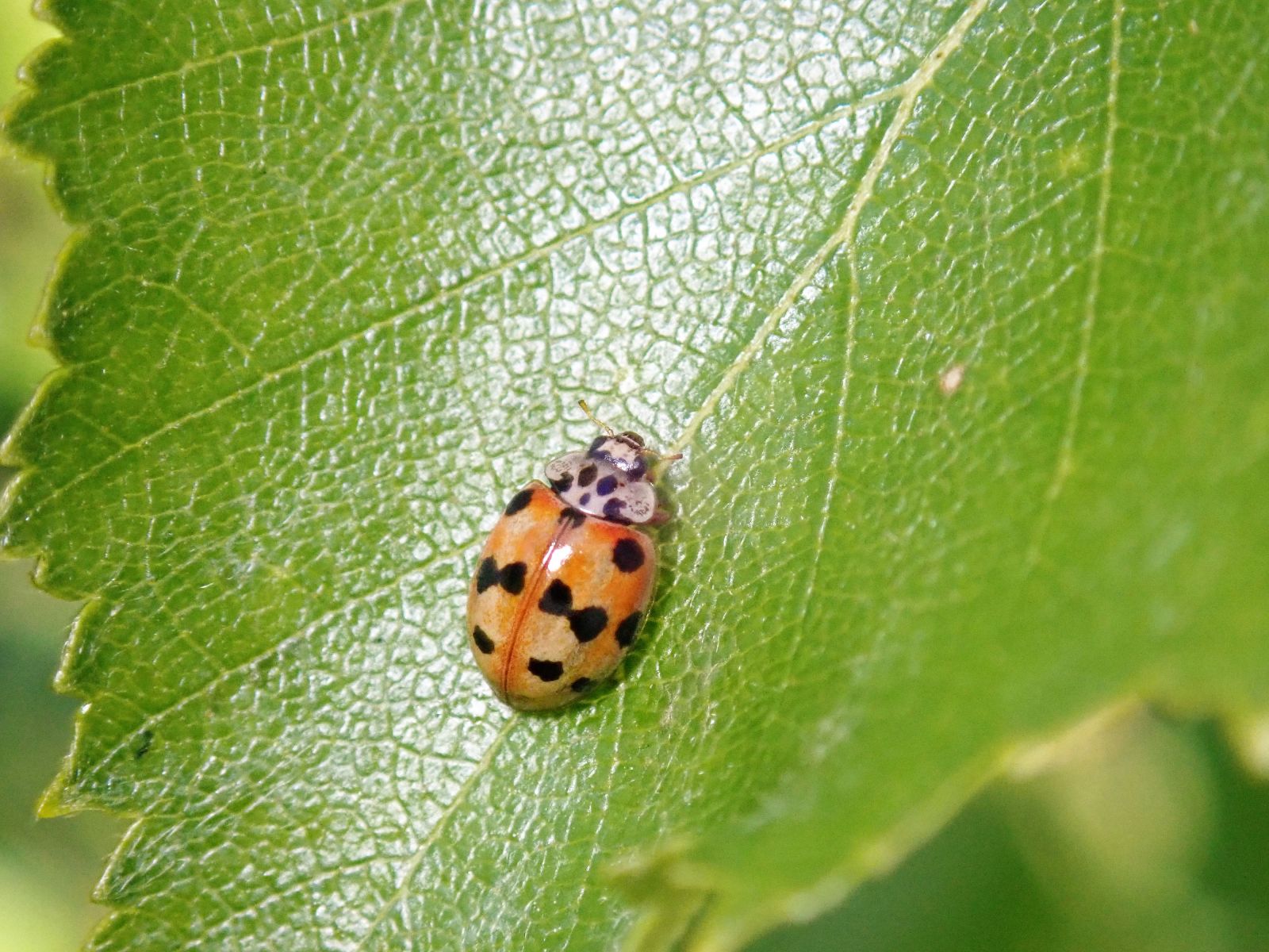 Ladybird