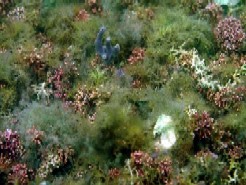 Photo of Clew Bay maerl bed