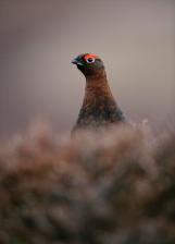 Male red grouse