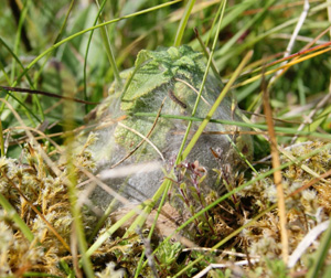 Photo of marsh fritillary