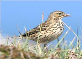 Meadow pipit