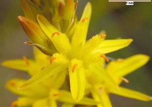 Bog asphodel