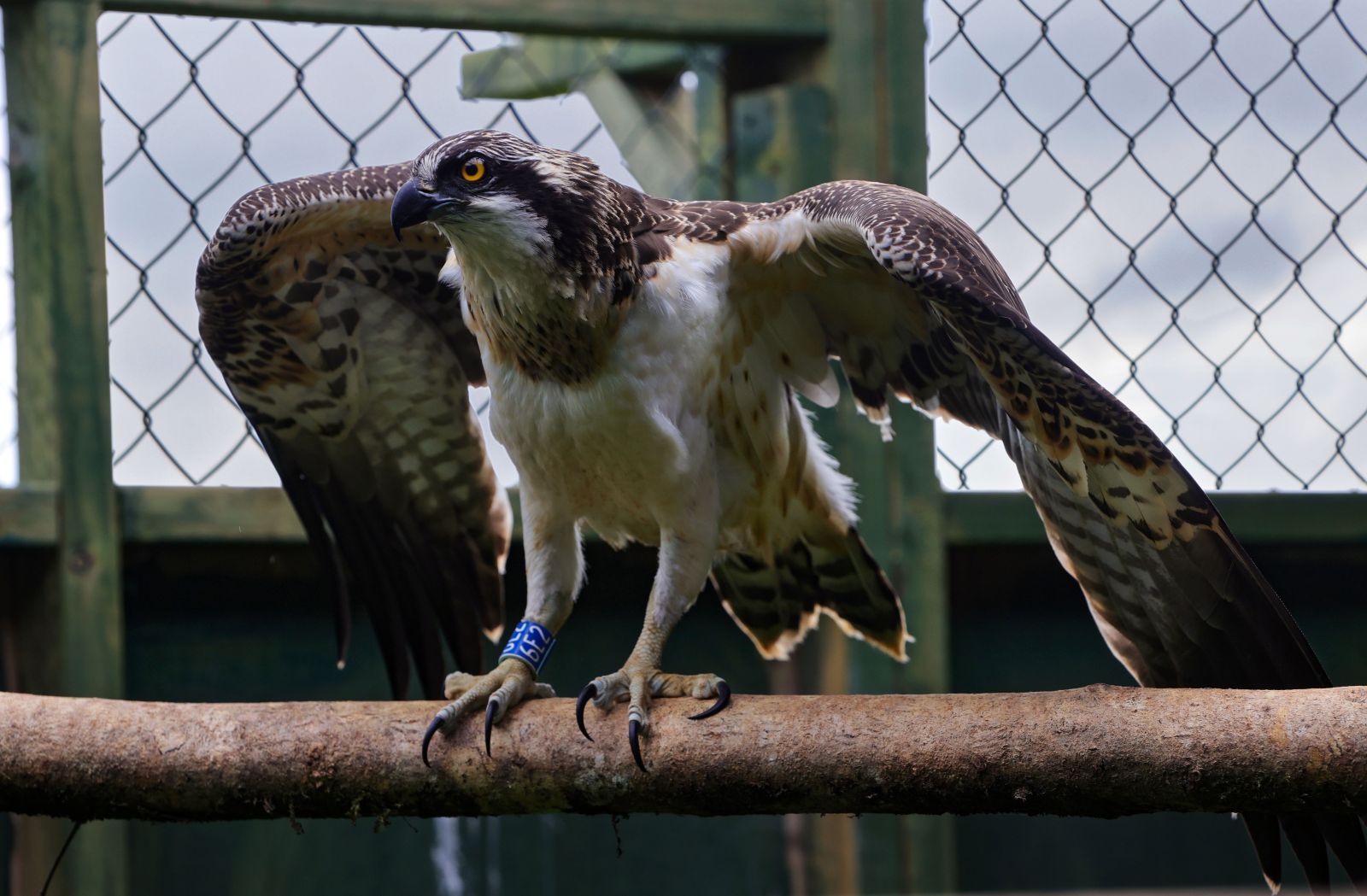 Osprey Perched