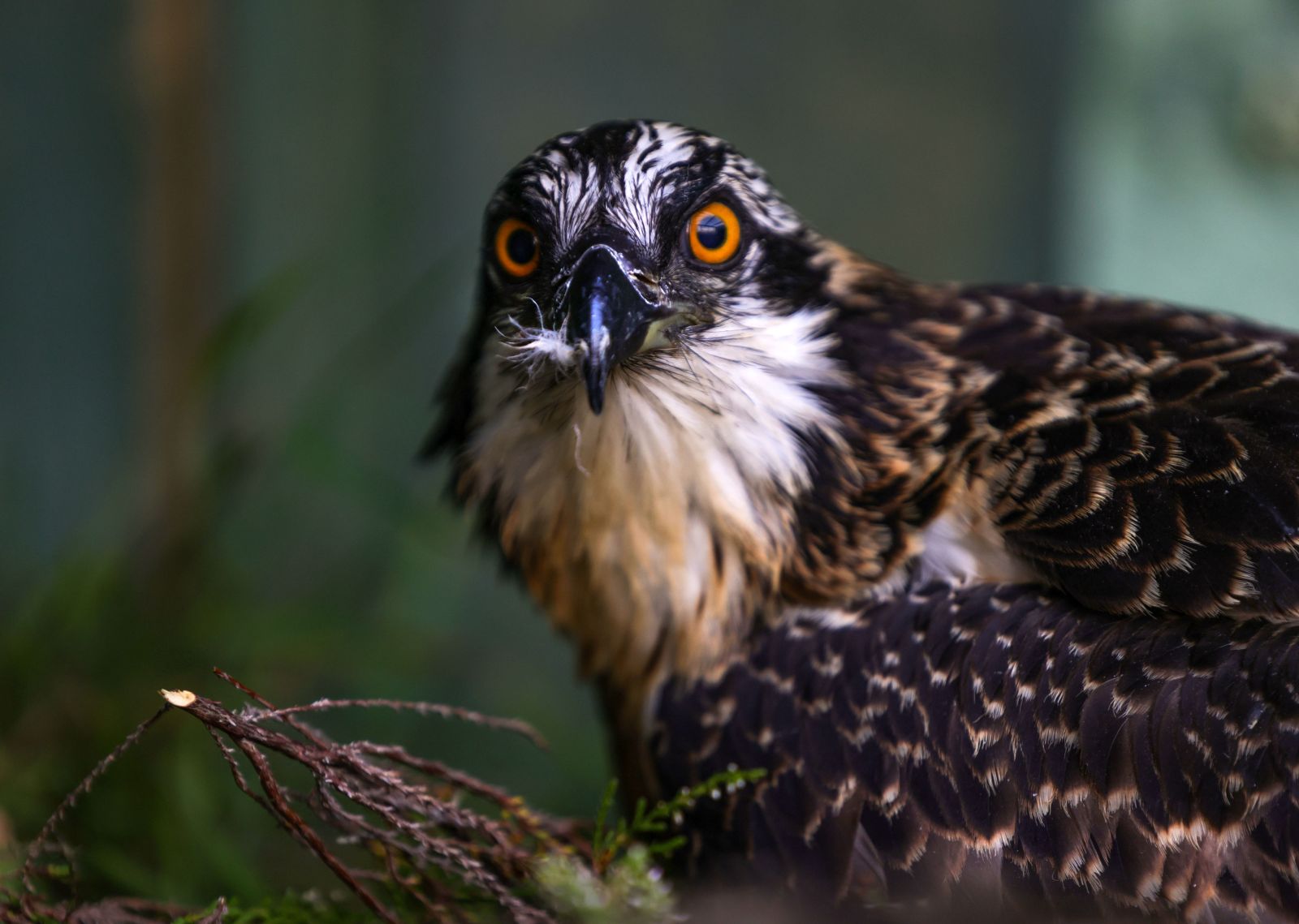 Osprey