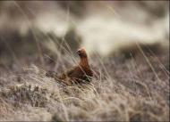 Red grouse