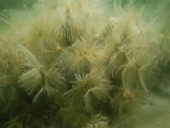 Roaring Bay Sabellaria Reef