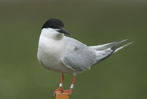 A photo of a Roseate Tern