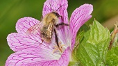 Bombus Pascuorum