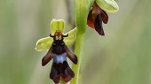 Fly Orchid