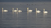 Whooper Swan