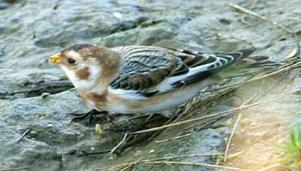 Snow bunting