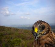 Slieve Bloom NR juvenile hen harrier 'star'