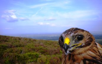 Photo of hen harrier Star