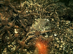 Photo of subtidal sediment community