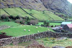 Upland Farmland (photo: NPWS)