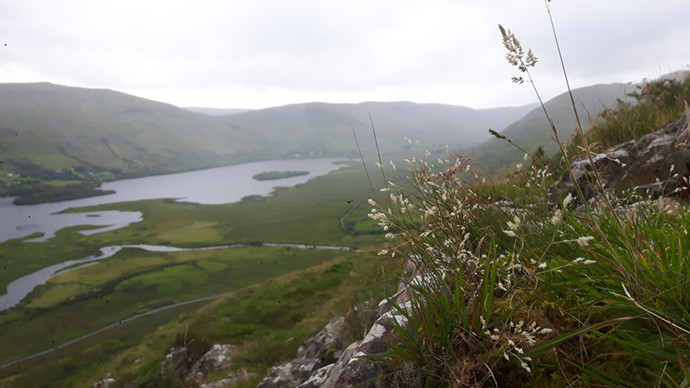 Upland species rich Nardus grassland Mayo