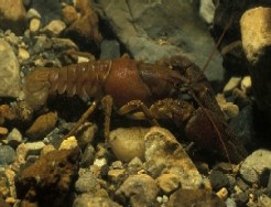 Photo of white-clawed crayfish